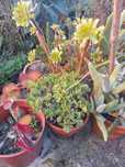 Plantas suculentas e cactos de variadas espécies