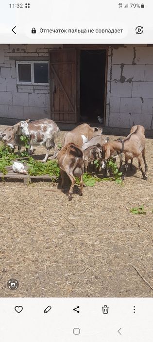 Продаютсяна козочки молочные у каждой первокотки по три козленка