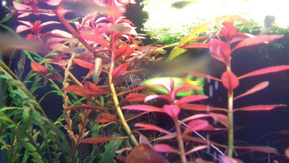 Ludwigia Repens Super Red