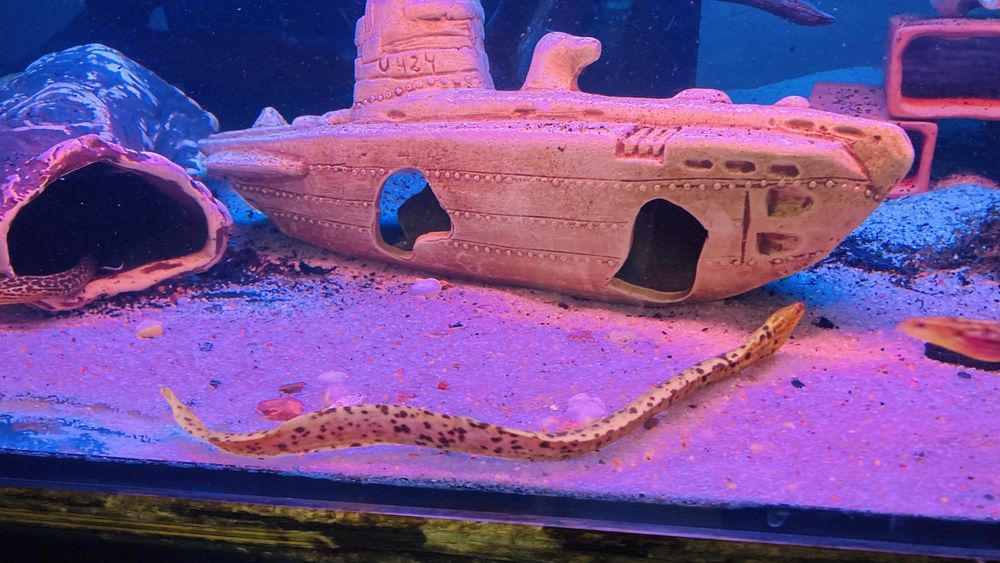 TABU murena tygrysia Gymnothorax poluranodon Warszawa