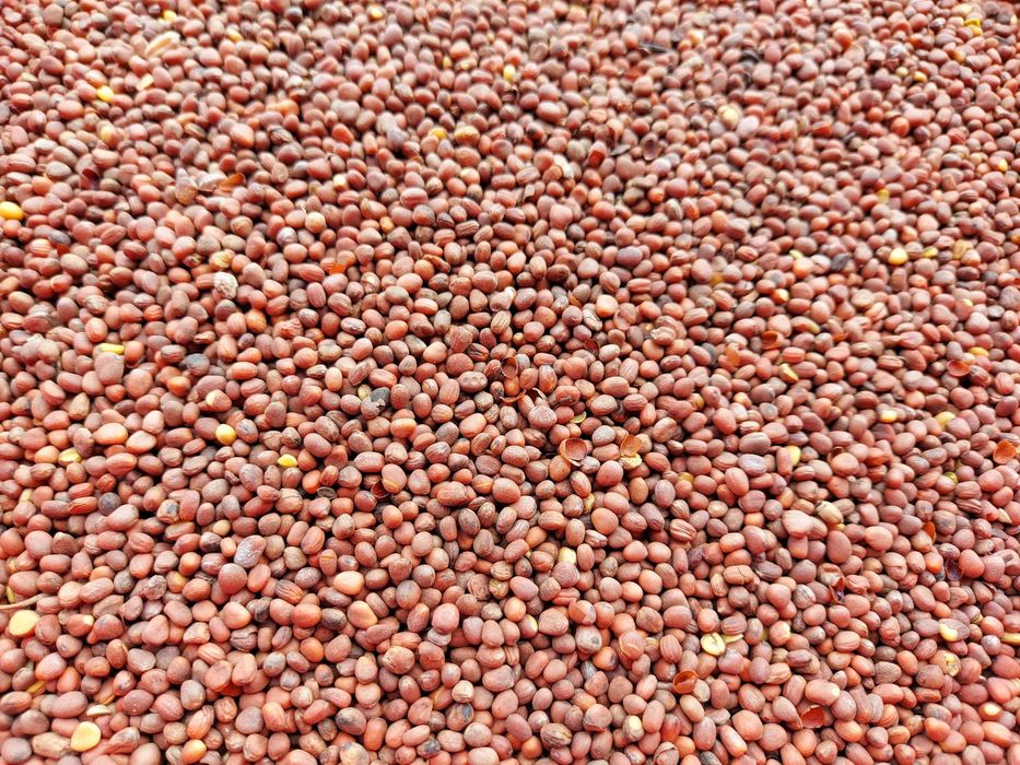 Rzodkiew oleista na poplon zbiór 2025