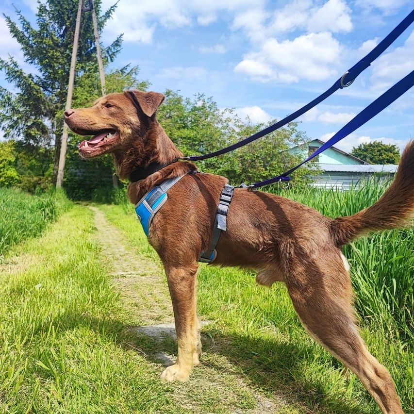 Pies w typie labradora - czekoladowy słodziak do adopcji