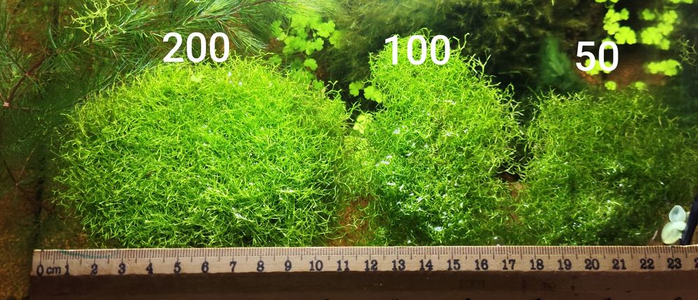 Продам  аквариумный мох ричия, роголистник