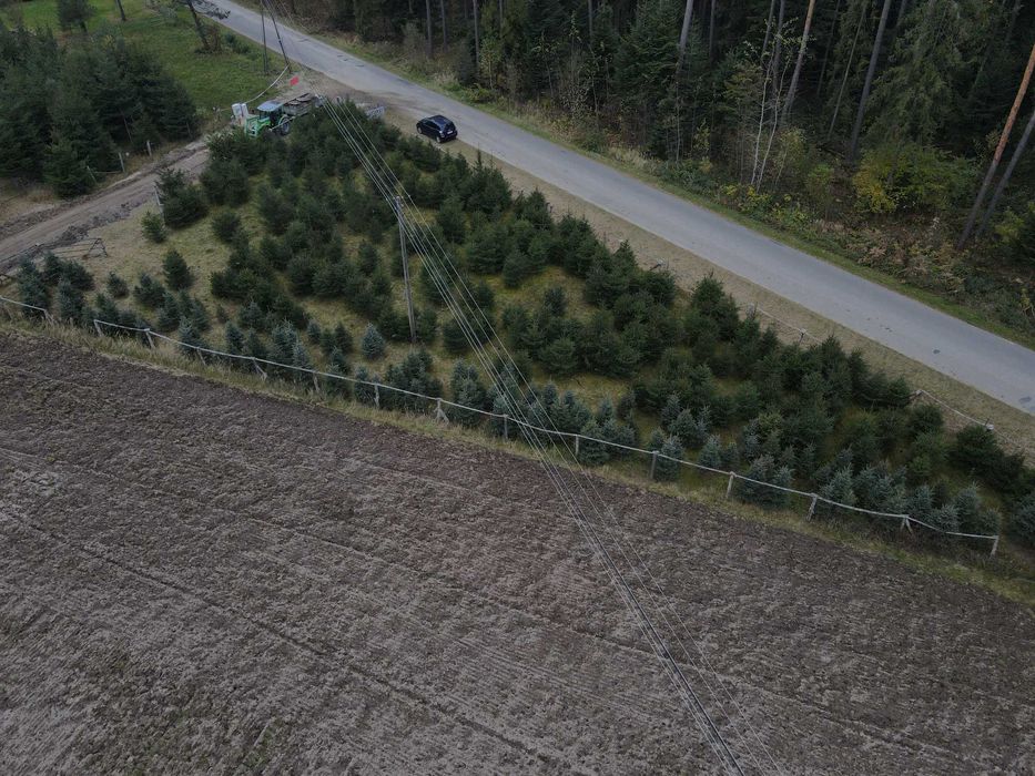 Świerk pospolity, zwykły, Choinki, Drzewka Bożonarodzeniowe