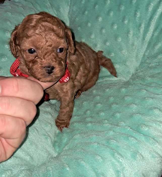 Suczka pudel toy FCI Redbrown