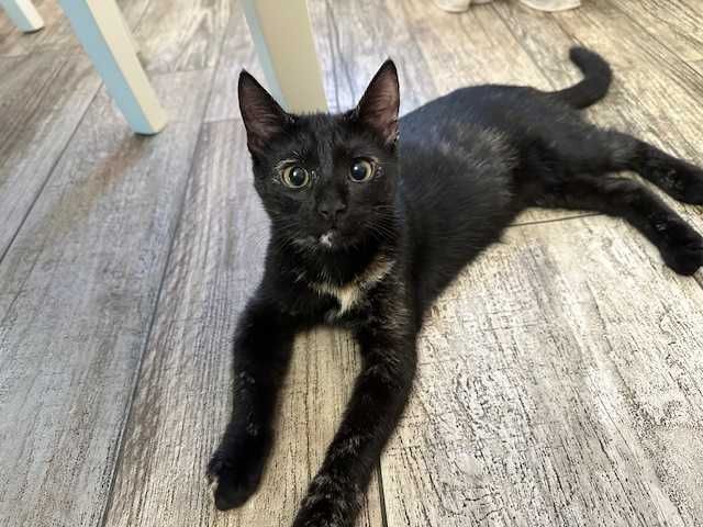 Чарівна дівчинка шукає родину.