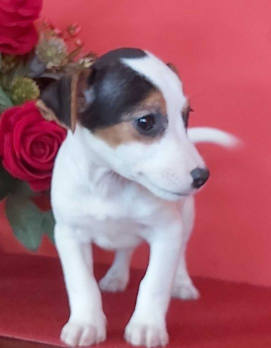 Jack Russel Terrier chłopak nr. 2
