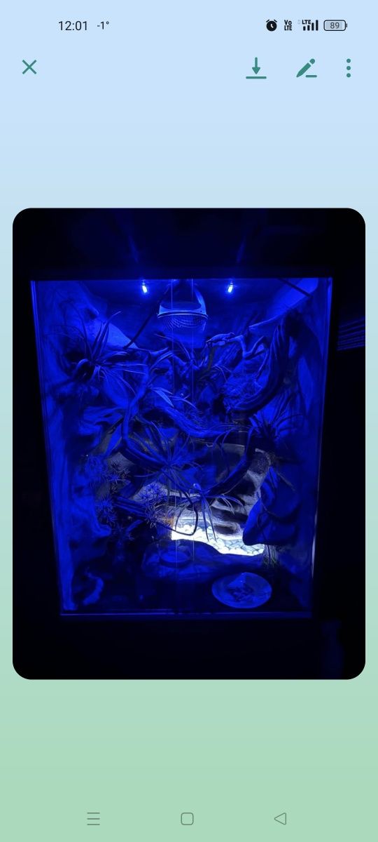 Wyposażone terrarium