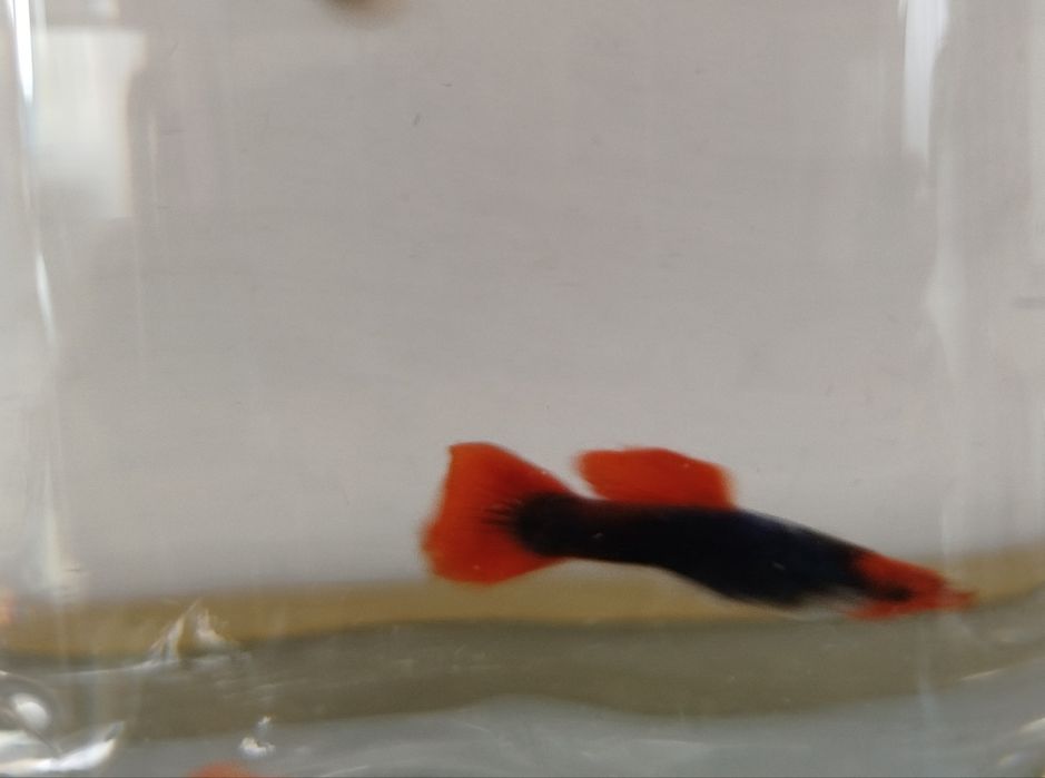 Gupik Tuxedo Koi Red samce