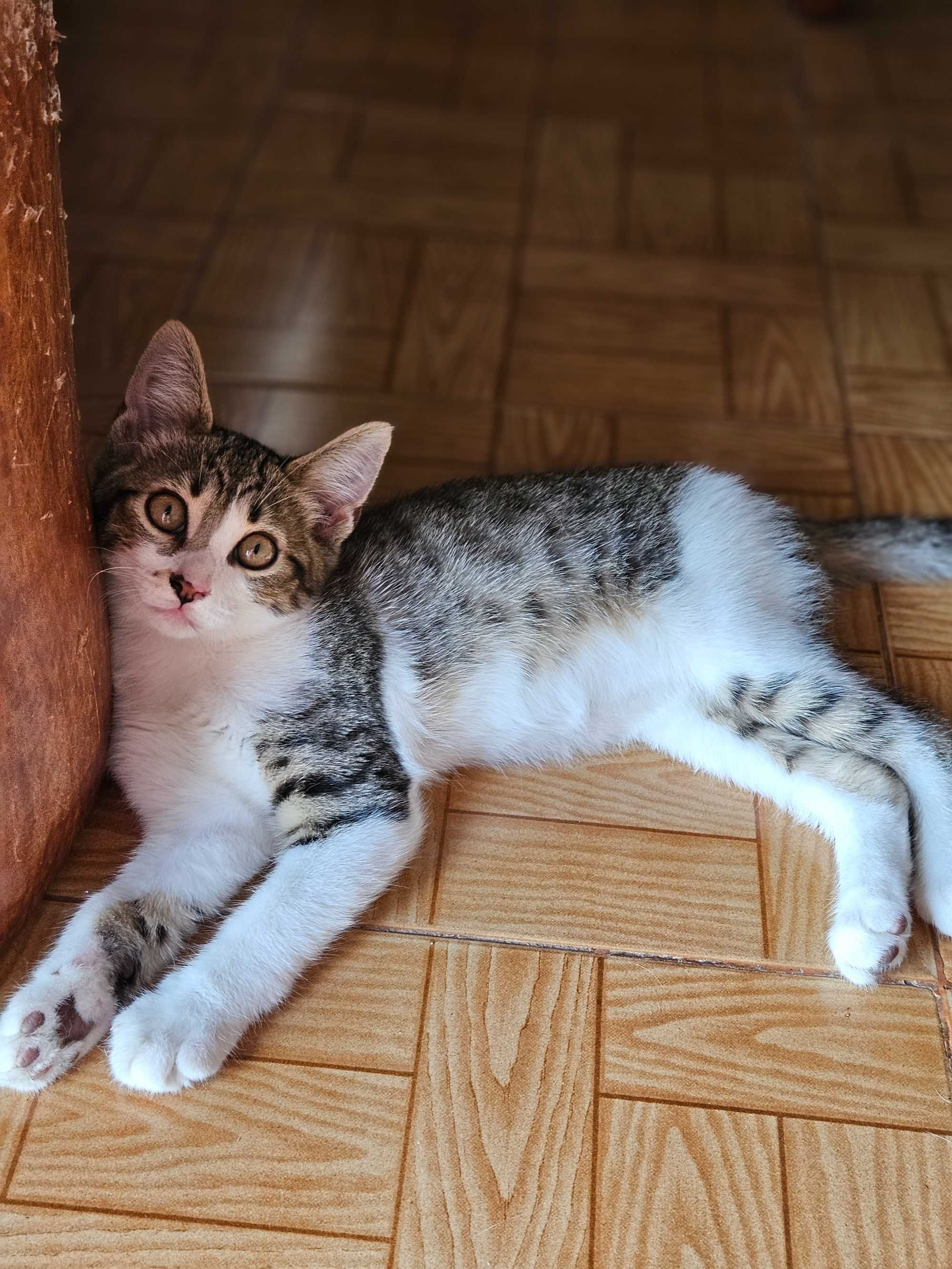 Gatinhos amorosos para adoção