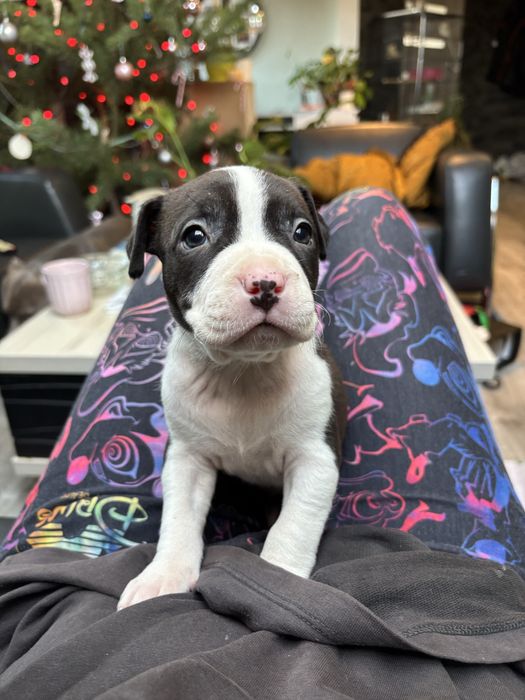 Amstaff suczka szczeniak