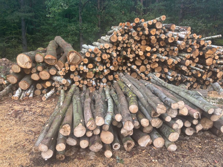 Drewno opałowe/kominkowe Transport gratis