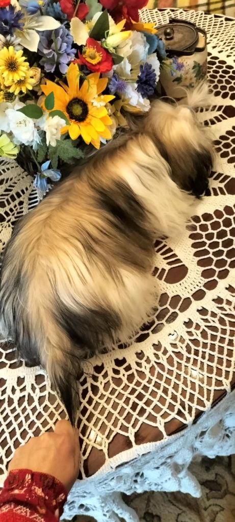 Piesek shih tzu z 3 szczepieniami .