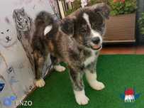 Akita inu japońska samiec ZKwP/FCI & AKIHO -rodz.badane importy Gdańsk