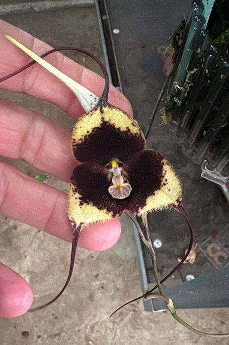 Орхідея Дракула, масдевалія, целогіна фімбріата