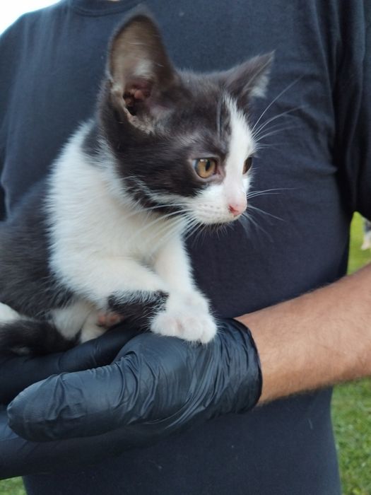 Kocięta szukają swojego Człowieka