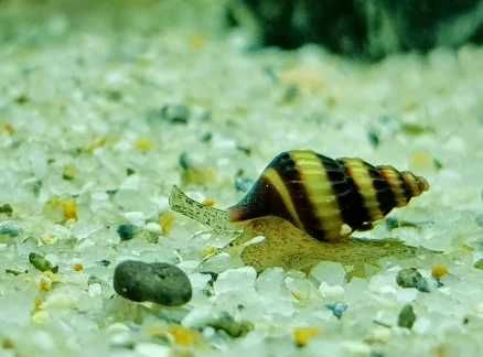 Rybki do akwarium - Ślimaki Helenka - Na inne ślimaki