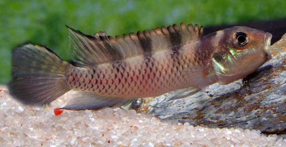 Barwniak transvestitus - Nanochromis transvestitus - dowóz, wysyłka