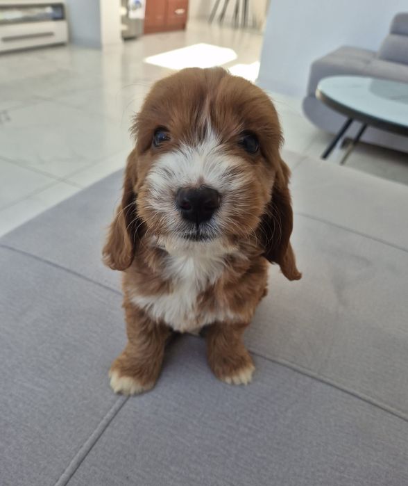 Cockapoo f1 Cocker spaniel & Pudel