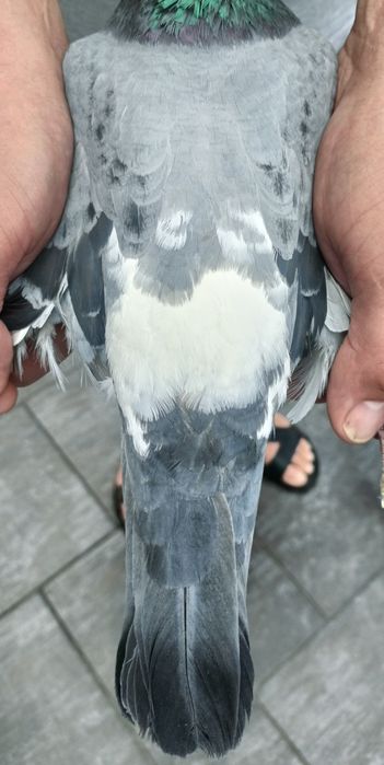 Gołąb pocztowy samiec Tomasz Rumuński