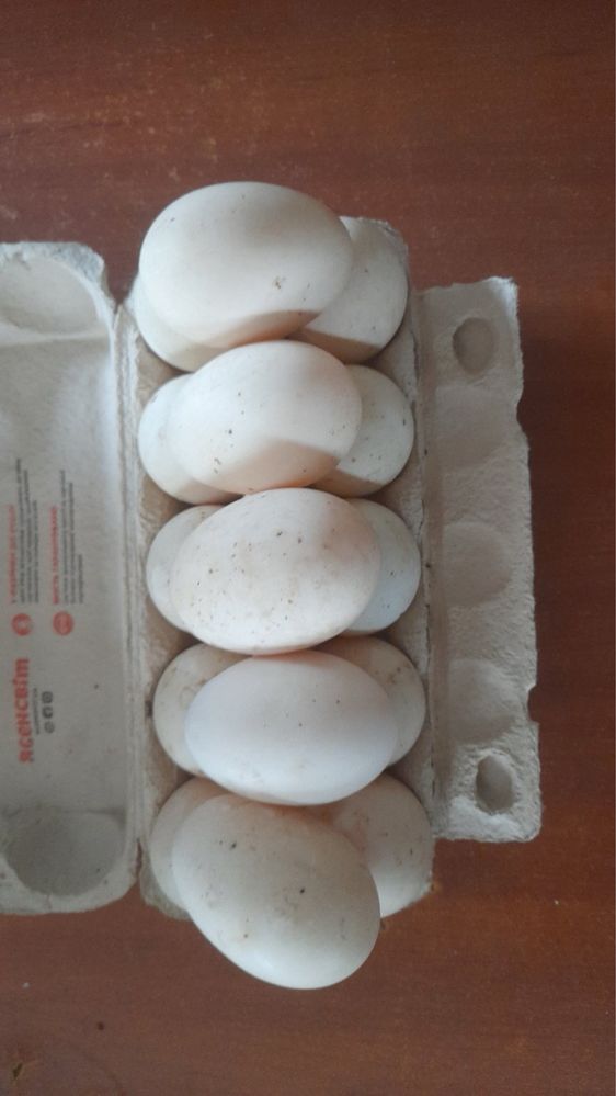 Яйця інкубаційні мускусної качки, важка лінія