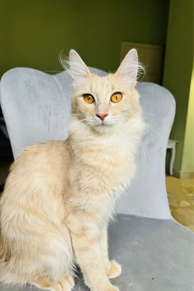 Angora Turecka, kotka rasowa
