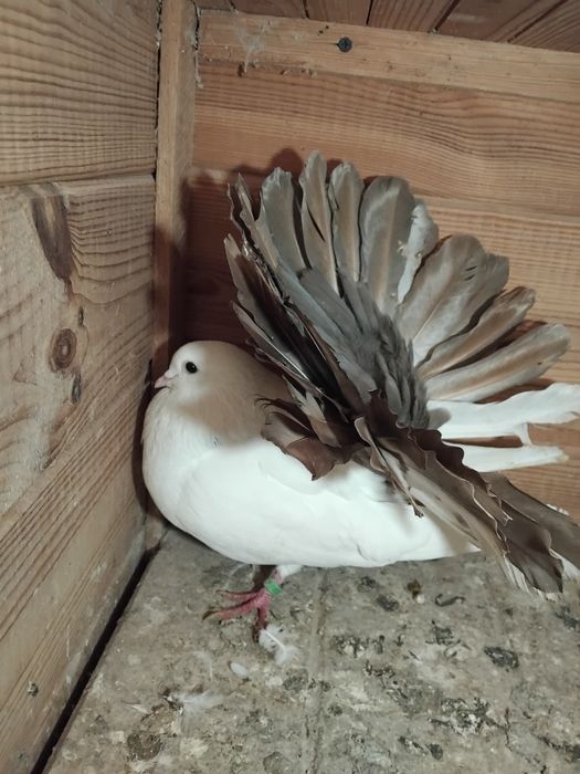 Gołębie ozdobne  - pawik