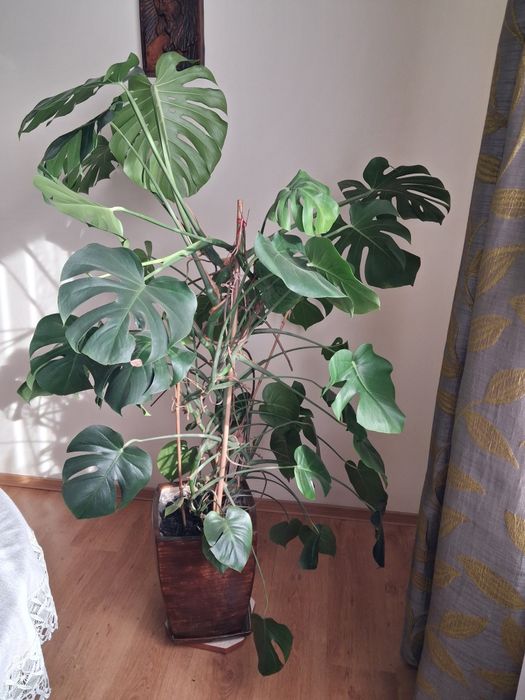 Sprzedam Kwiat Monstera