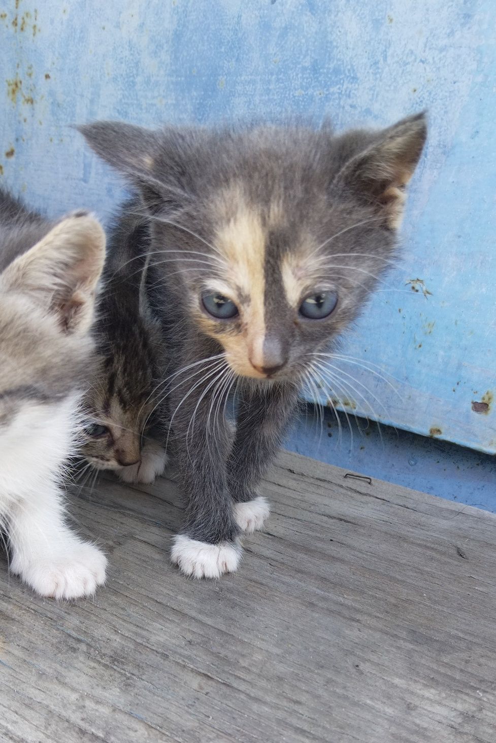 Котята бесплатно