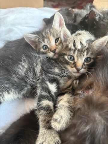 Oddam kotki 8 tygodniowe