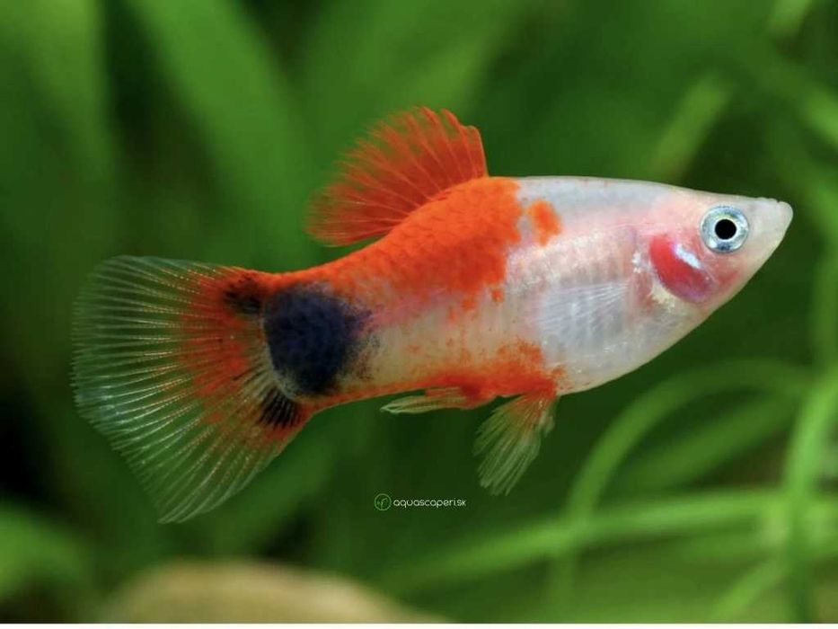 xiphophorus maculatus mickey mouse platka mickey mouse