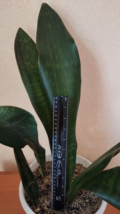Сансавієрія Грандіс.