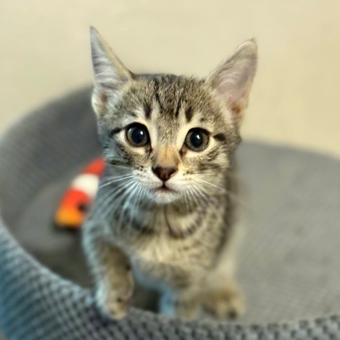 Котя, милый мальчик ждет своего человека