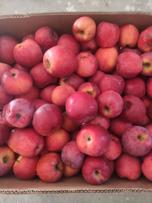 Яблука сорту Флоріна