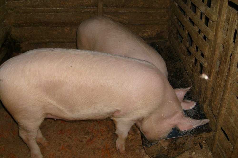 Продам кабана, свиню, свинью, порося годована натуральними харчами