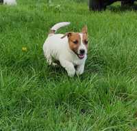 Piesek MARKO Jack Russell Terrier szczeniak pies