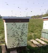 Zapisy na odkłady matki pszczele, odbiur maj , zapraszam