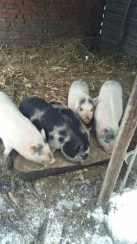 свині в'єтнамки мангали кармали мясо