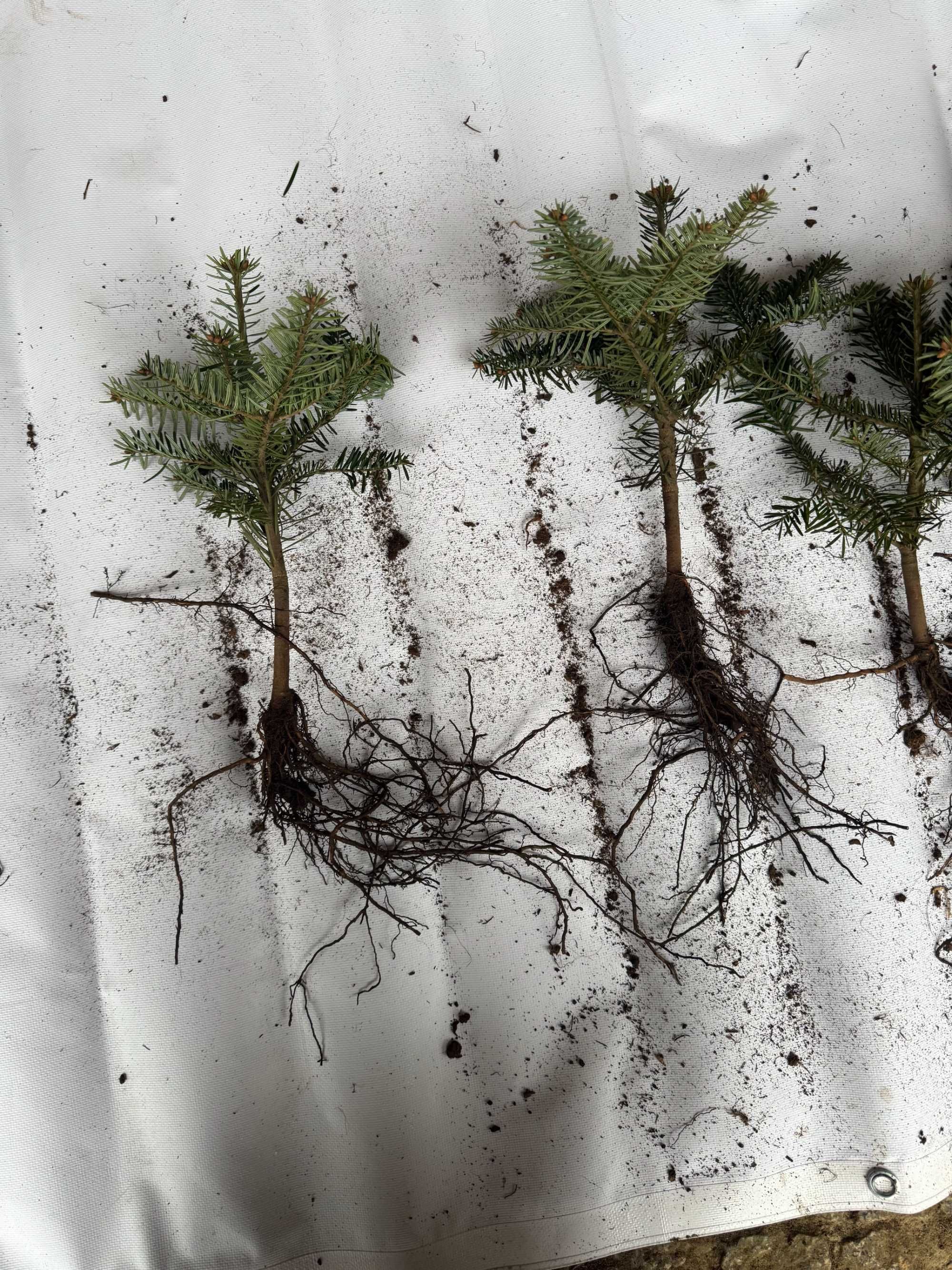 swierk jodla kaukaska normdaniania koreanska nobilis fraseri SADZONKA