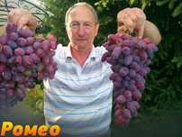 саженцы винограда