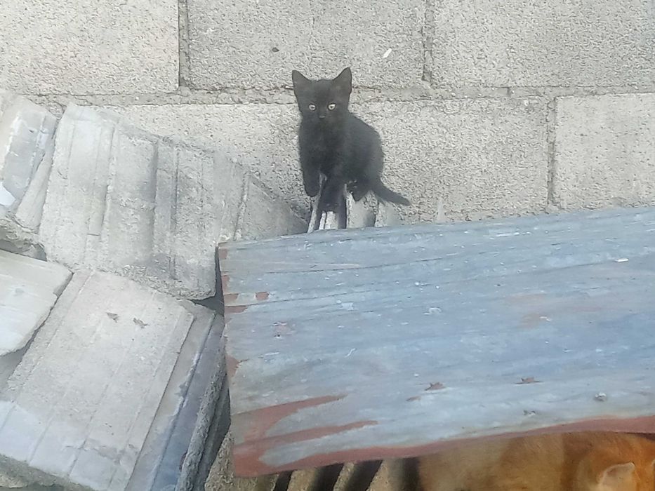 Oddam za darmo w Dobre ręce