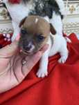 Jack russel terrier