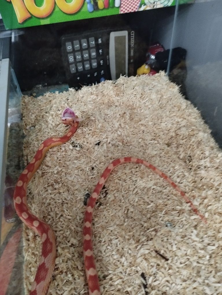 Wąż zbożowy z terrarium.
