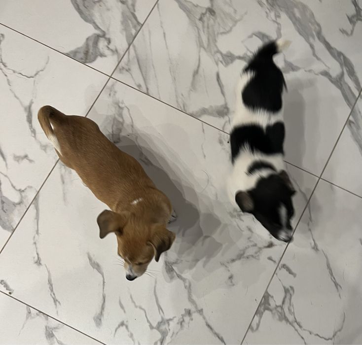 Szczeniaki do adopcji