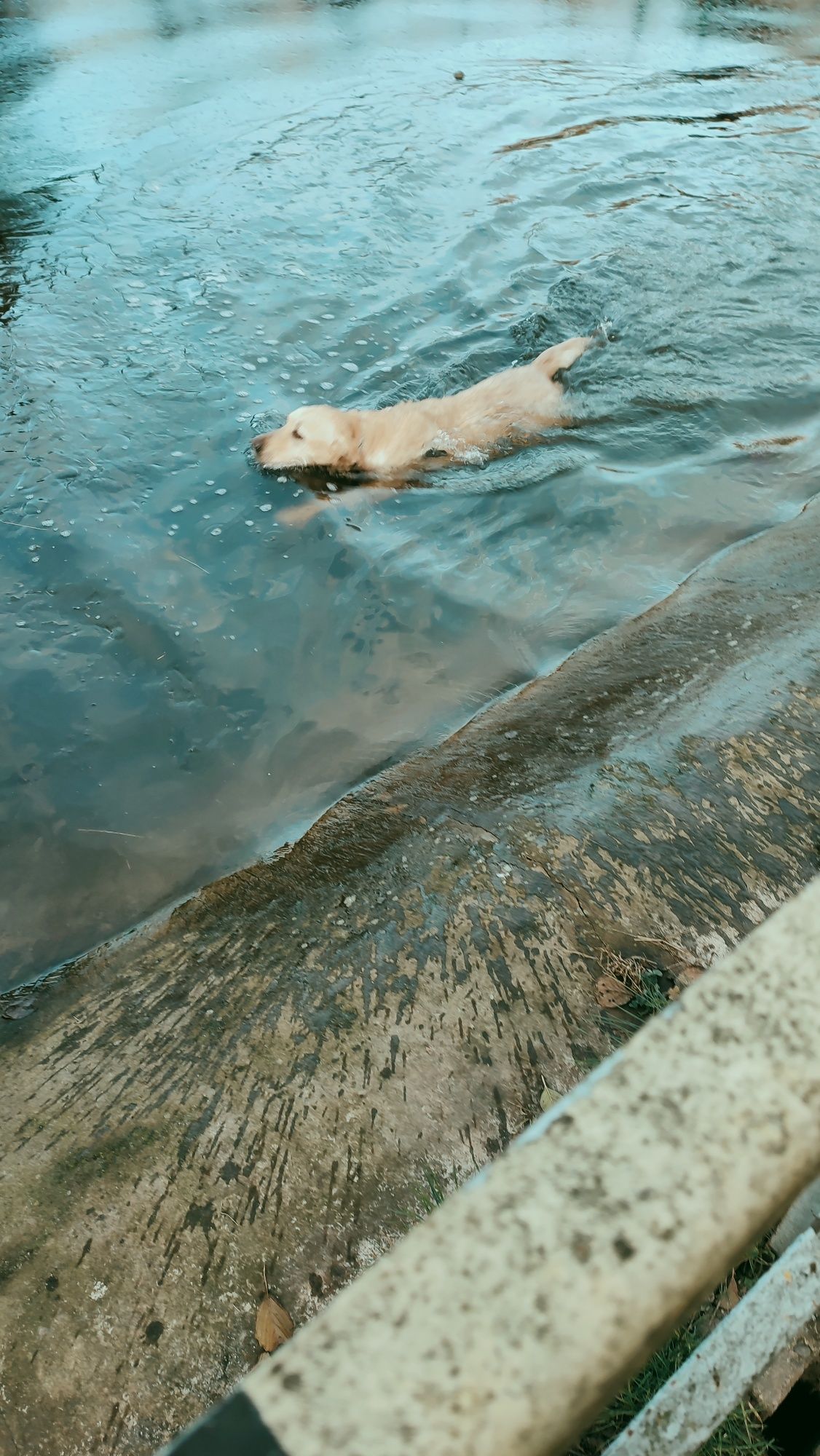 Labrador Cody w Tarnowskim Azylu