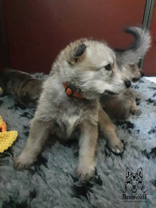 Saarlooswolfhond - wilczak Saarloosa