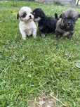 shih tzu szczeniaki