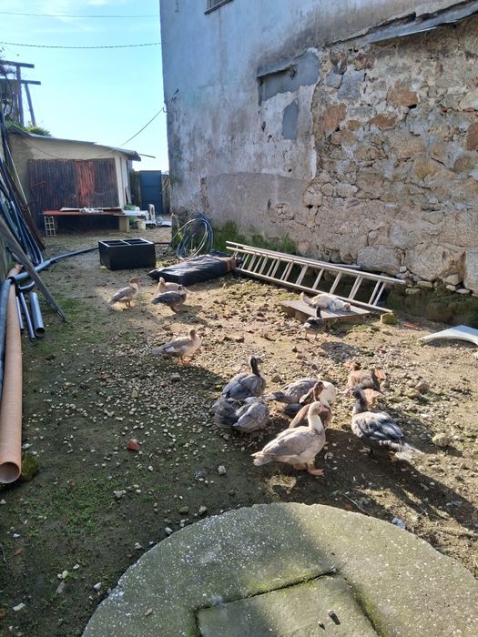 Casais de patos para