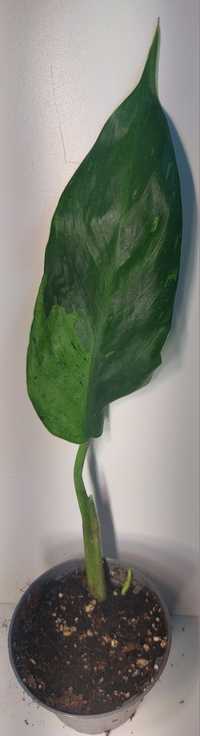 Philodendron jose bueno