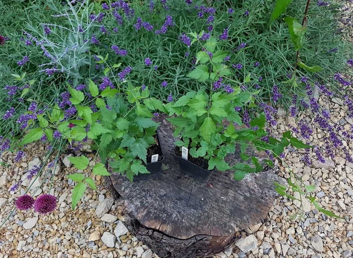 Powojnik bylinowy clematis 2 szt. P9 K10